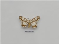 藏品(尺蛾229)的圖片